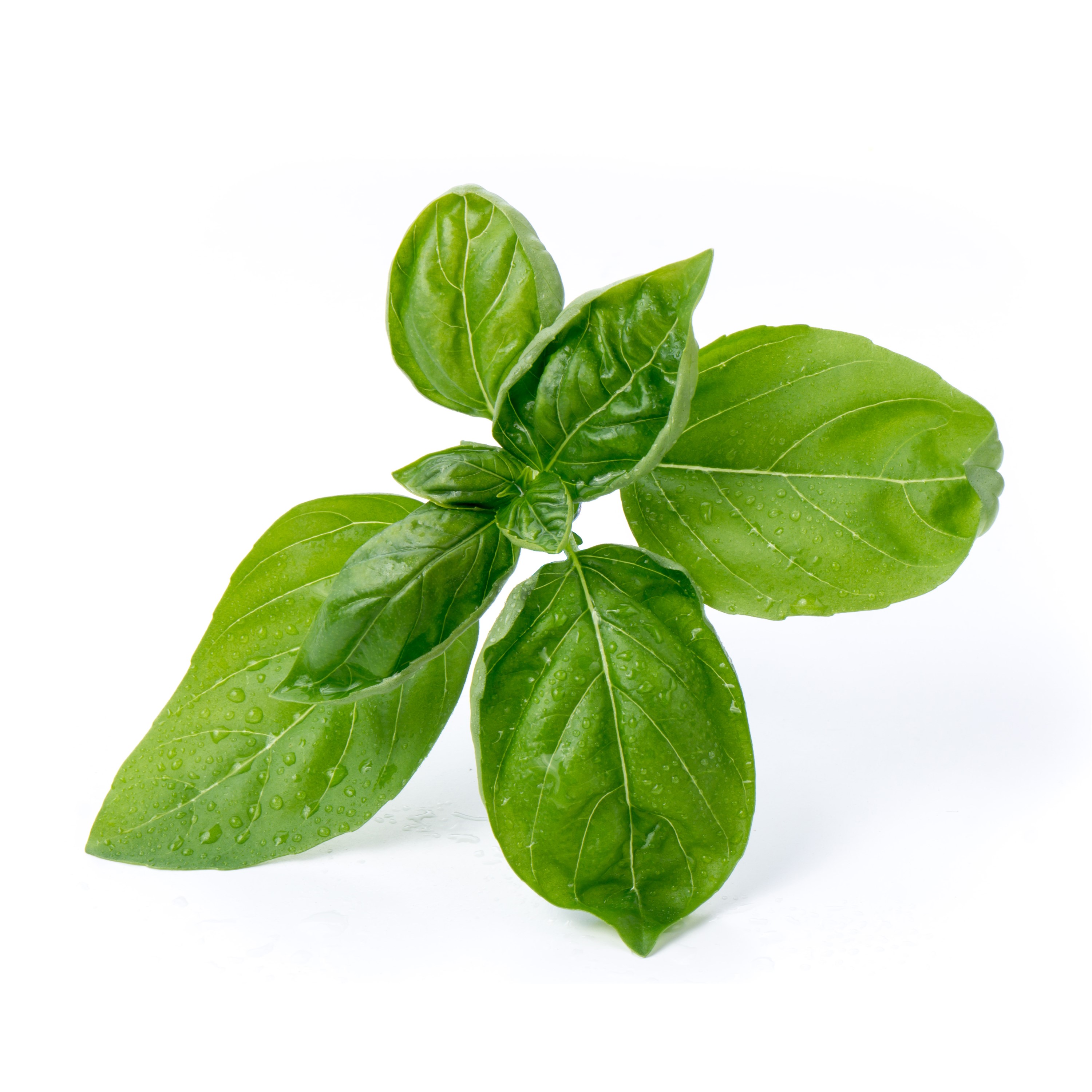 Sweet basil (Basilic Grand Vert)